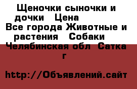 Щеночки-сыночки и дочки › Цена ­ 30 000 - Все города Животные и растения » Собаки   . Челябинская обл.,Сатка г.